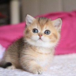 Munchkin Zucchini