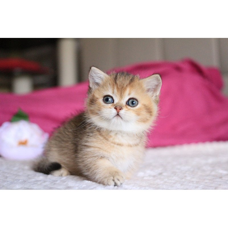 Munchkin Zucchini