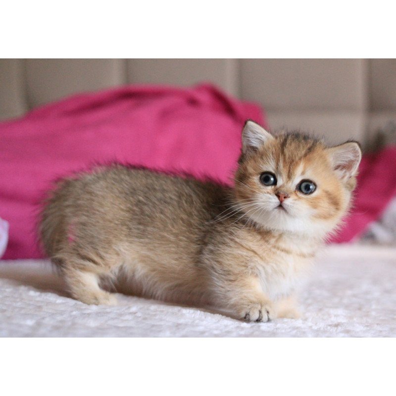 Munchkin Zucchini
