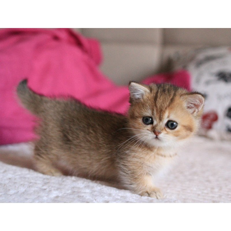 Munchkin Zucchini