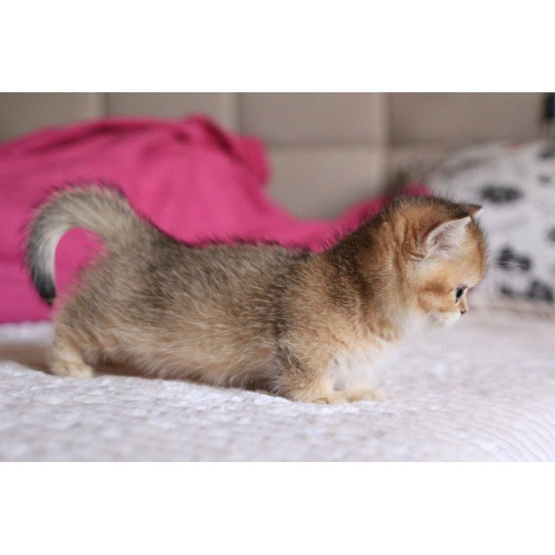 Munchkin Zucchini