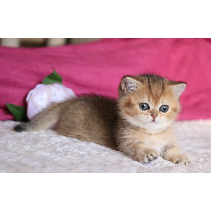 Munchkin Zucchini