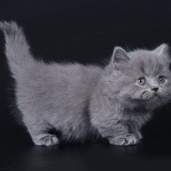 Munchkin Waldoon