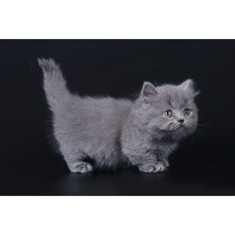Munchkin Waldoon