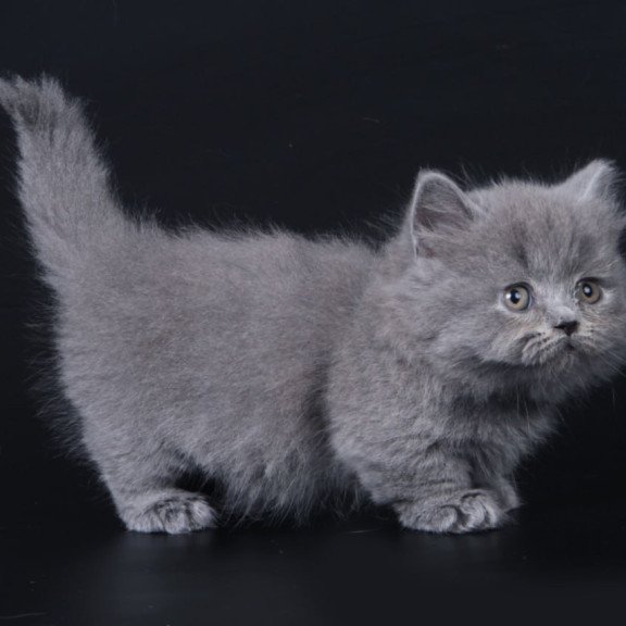 Munchkin Waldoon