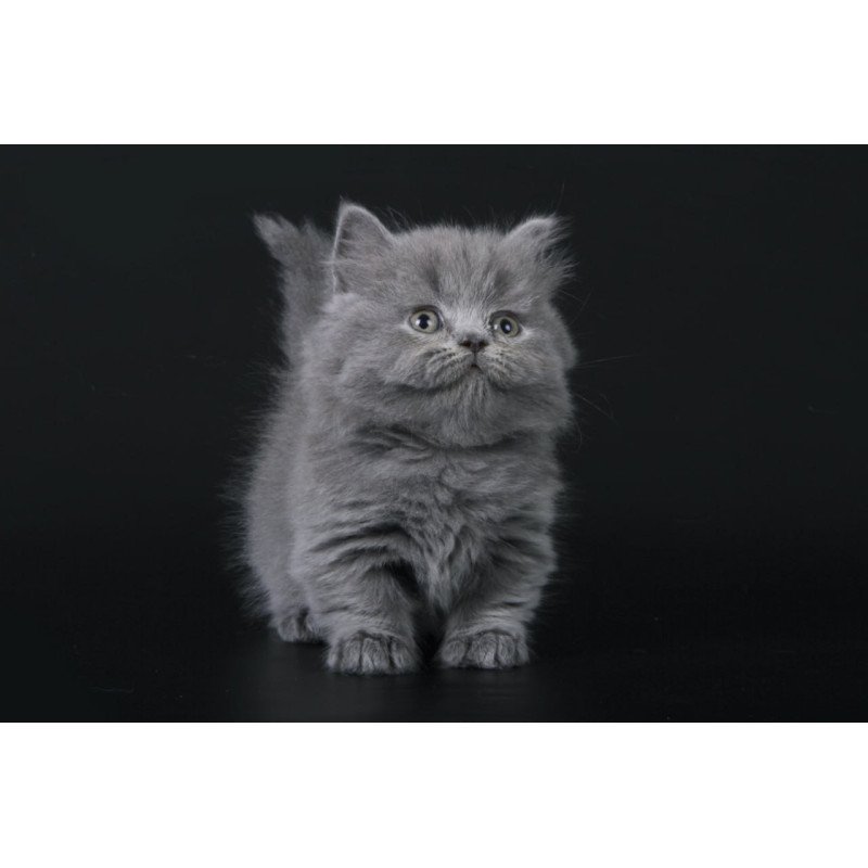 Munchkin Waldoon
