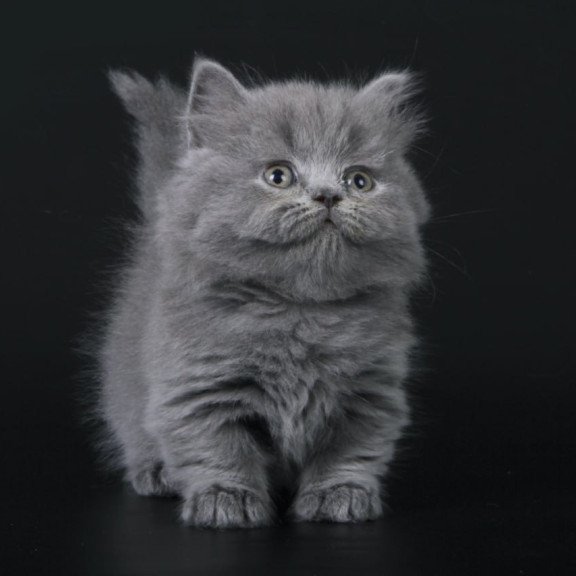 Munchkin Waldoon