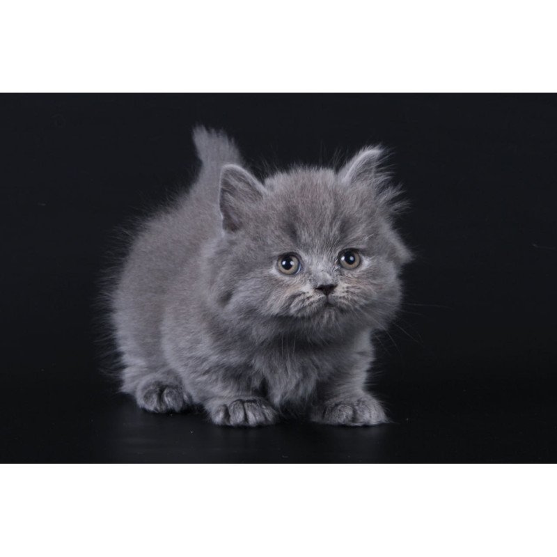 Munchkin Waldoon