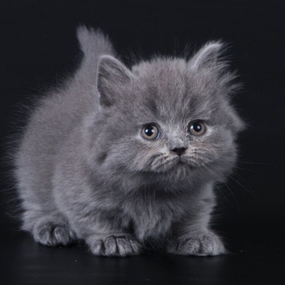 Munchkin Waldoon