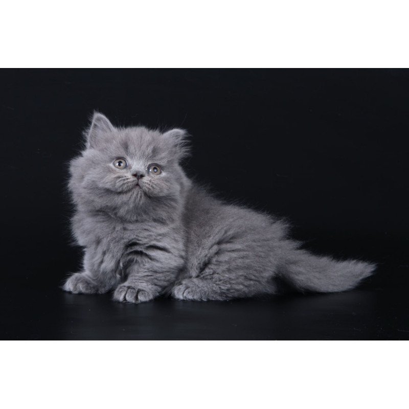 Munchkin Waldoon