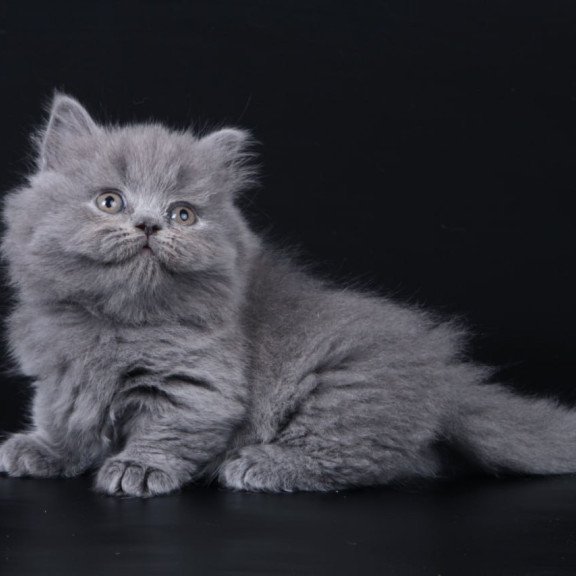 Munchkin Waldoon