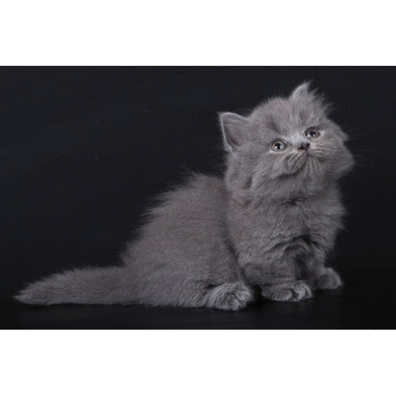 Munchkin Waldoon
