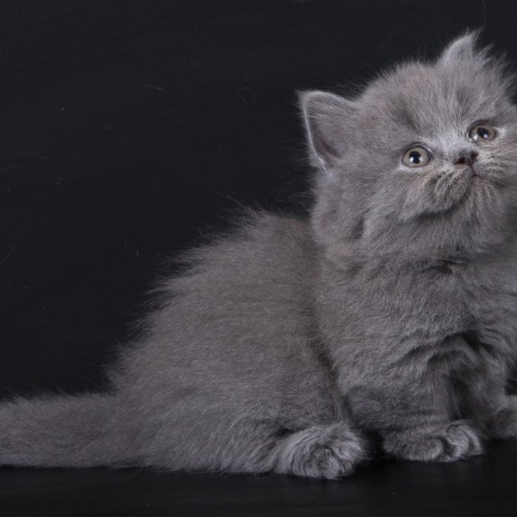 Munchkin Waldoon