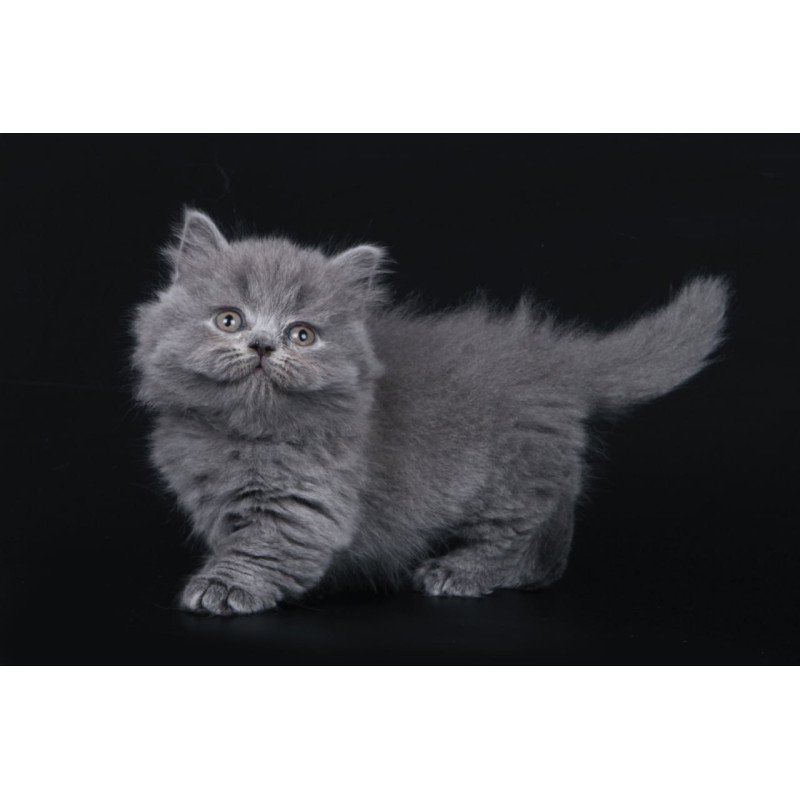 Munchkin Waldoon