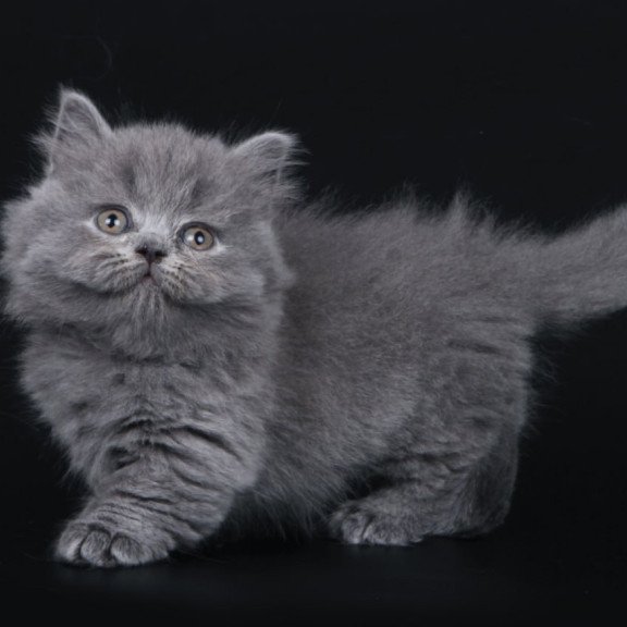 Munchkin Waldoon