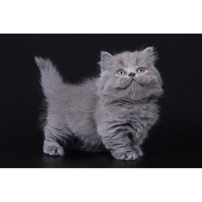 Munchkin Waldoon