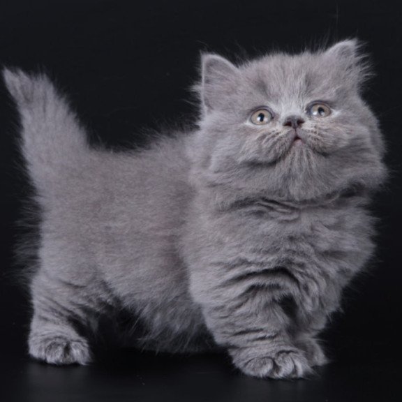 Munchkin Waldoon