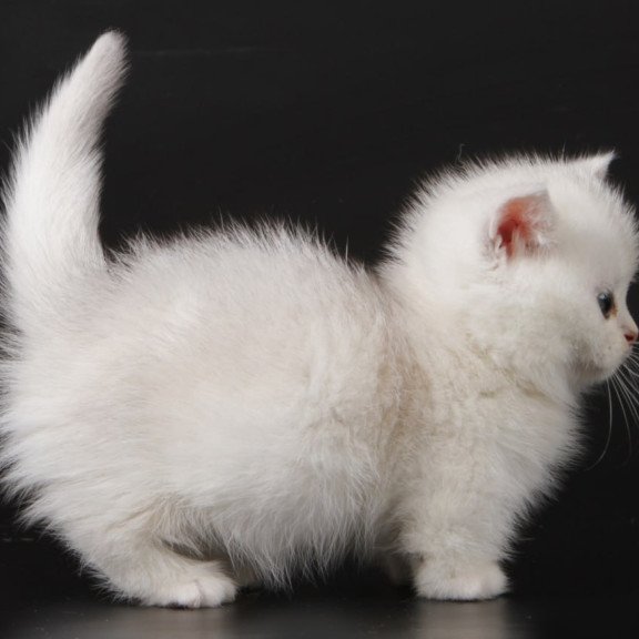 Munchkin Xevan
