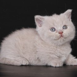 Munchkin Zyro