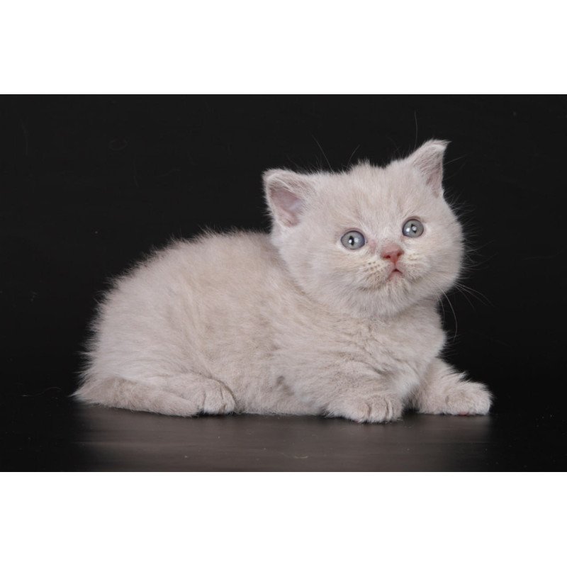 Munchkin Zyro