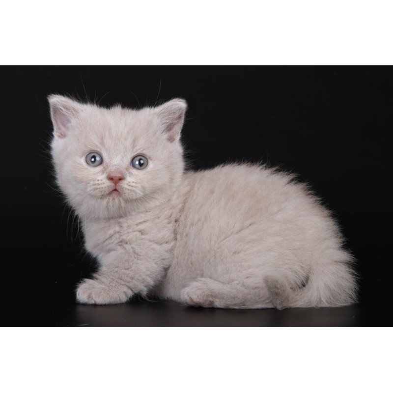 Munchkin Zyro
