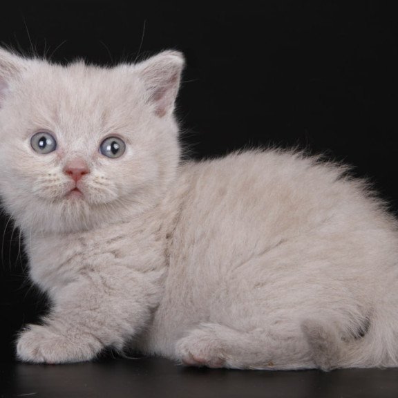 Munchkin Zyro