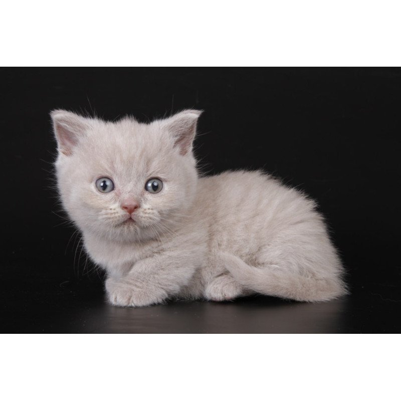 Munchkin Zyro