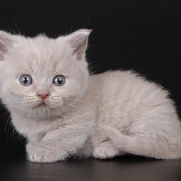 Munchkin Zyro