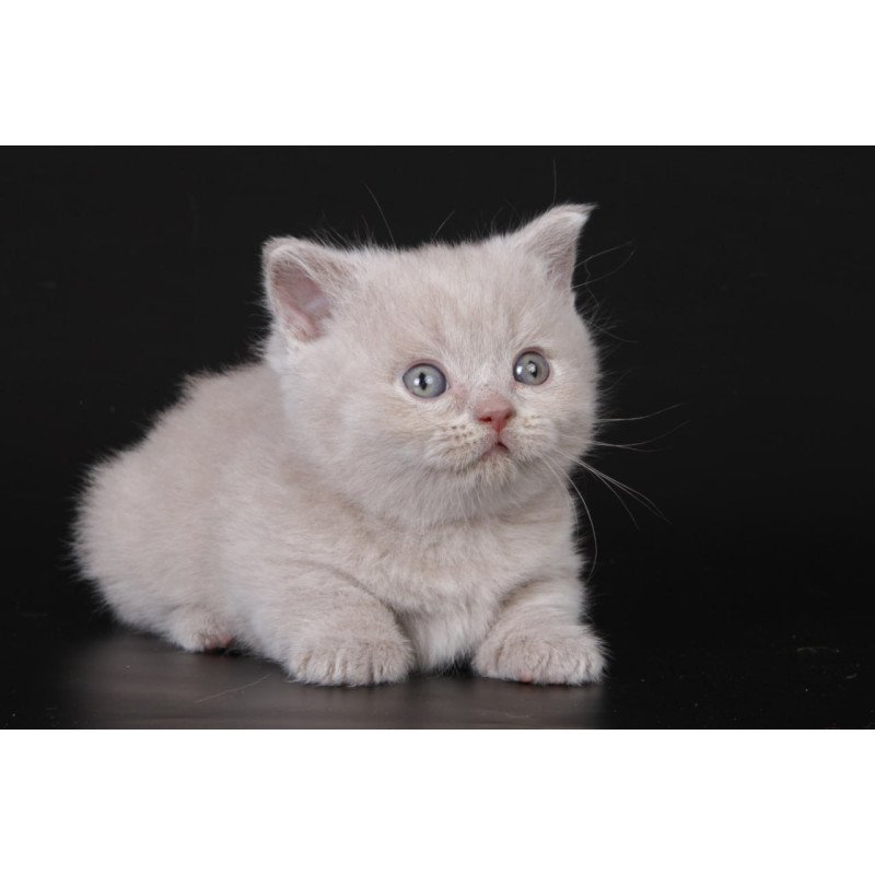 Munchkin Zyro