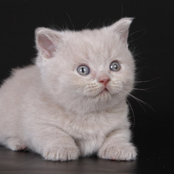 Munchkin Zyro