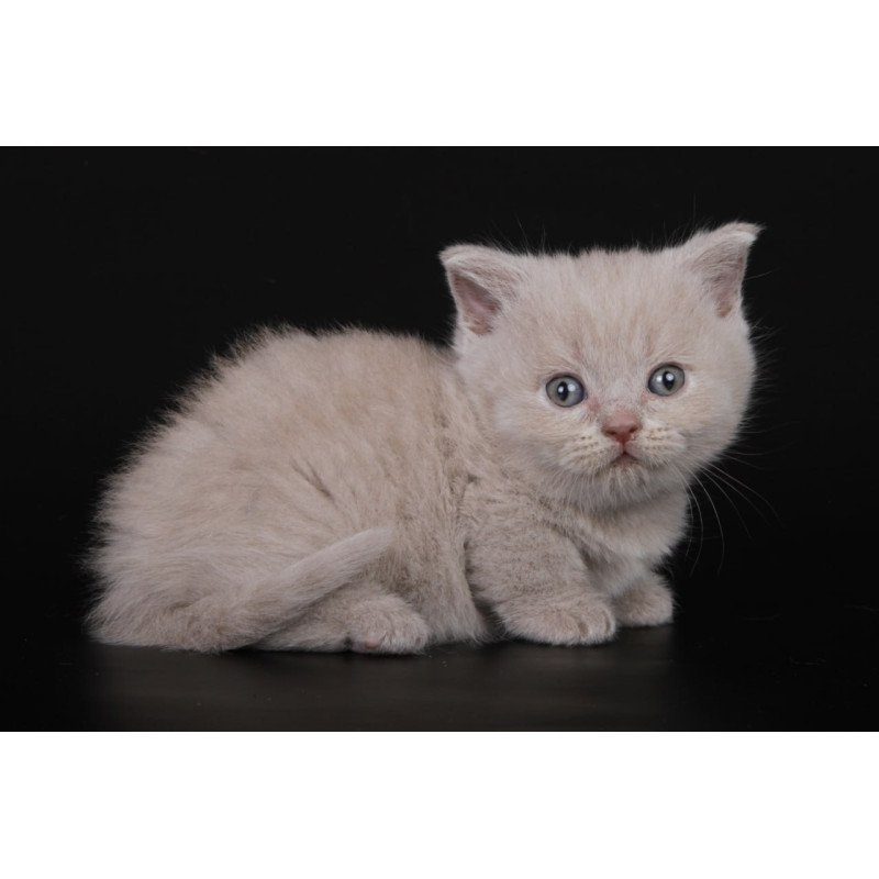 Munchkin Zyro
