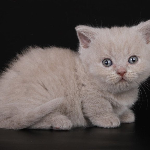 Munchkin Zyro