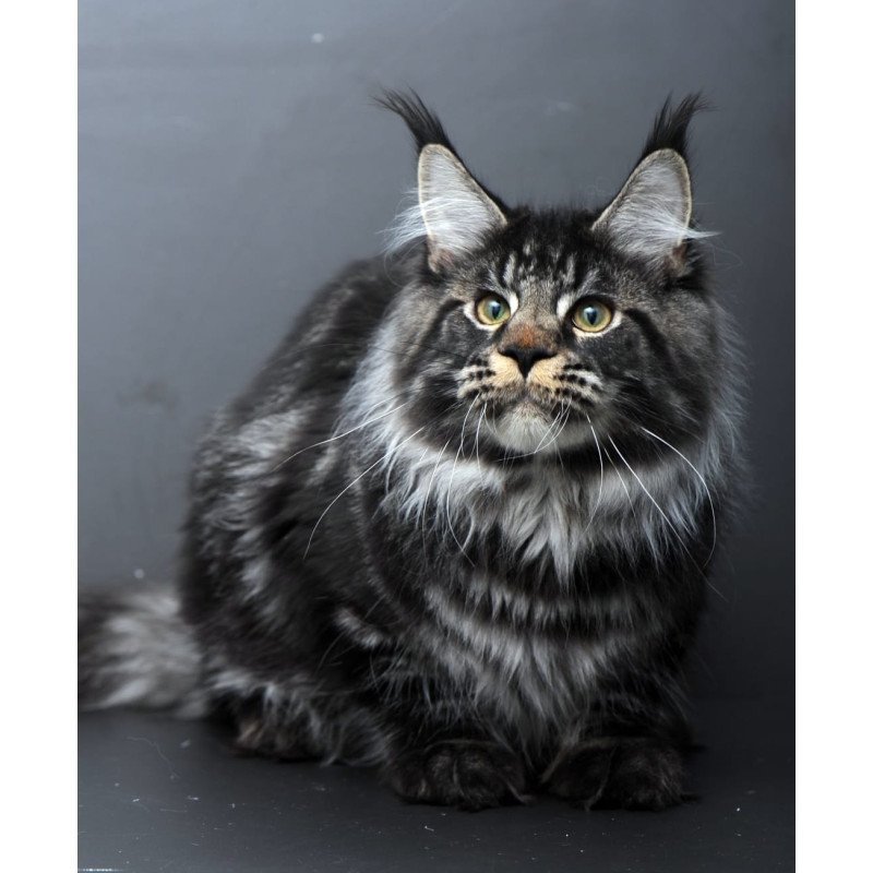 Maine Coon AP Nuar