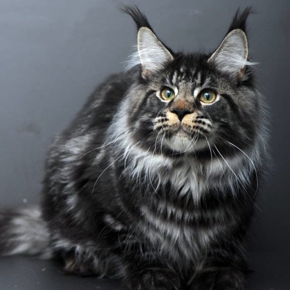 Maine Coon AP Nuar