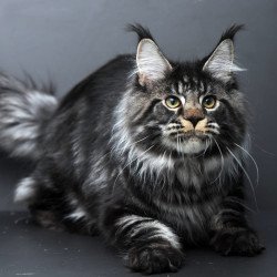 Maine Coon AP Nuar