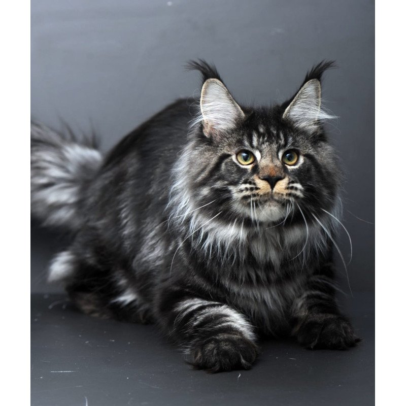 Maine Coon AP Nuar