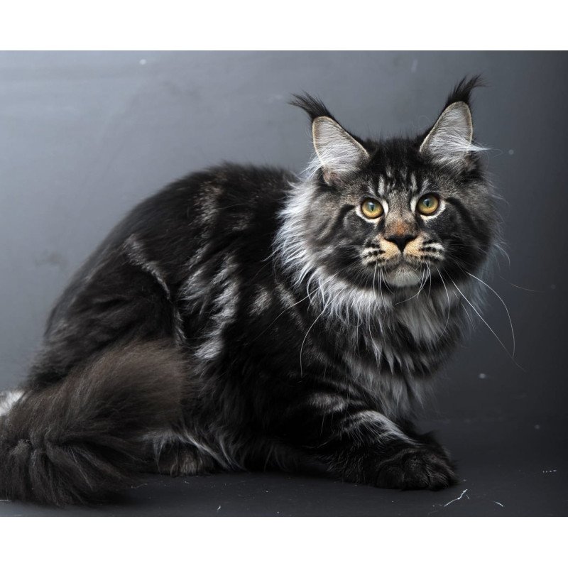 Maine Coon AP Nuar