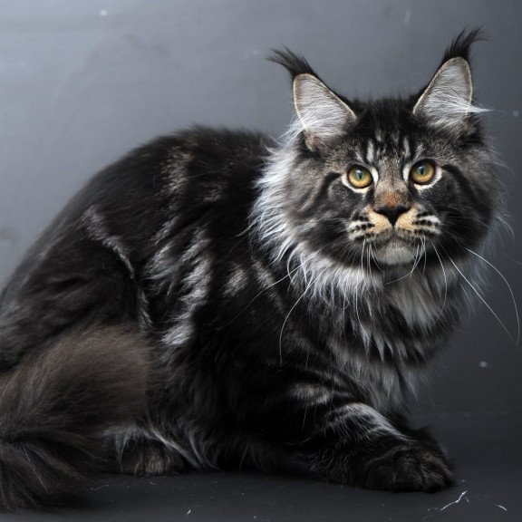 Maine Coon AP Nuar