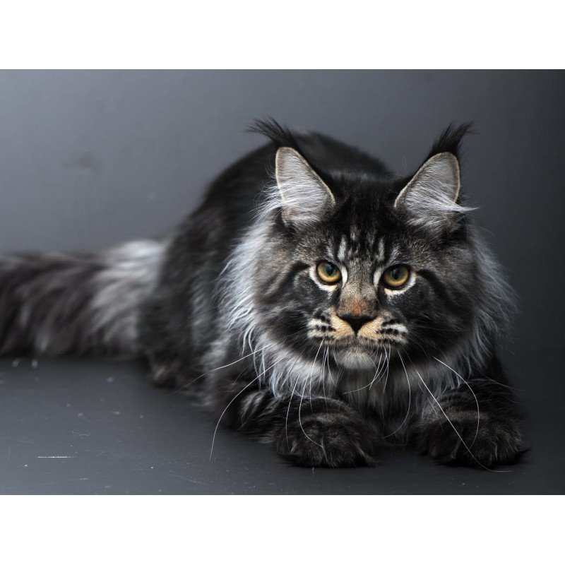 Maine Coon AP Nuar