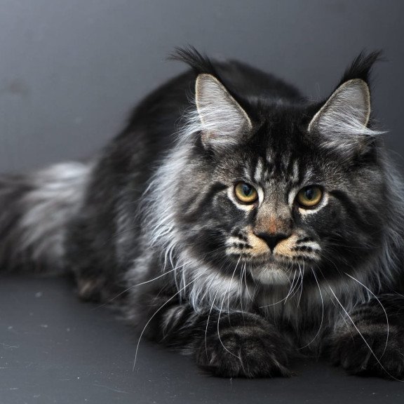 Maine Coon AP Nuar