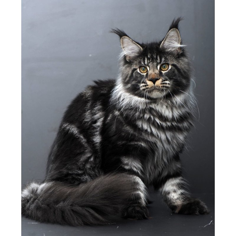 Maine Coon AP Nuar