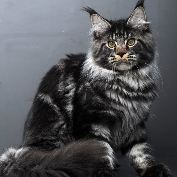 Maine Coon AP Nuar