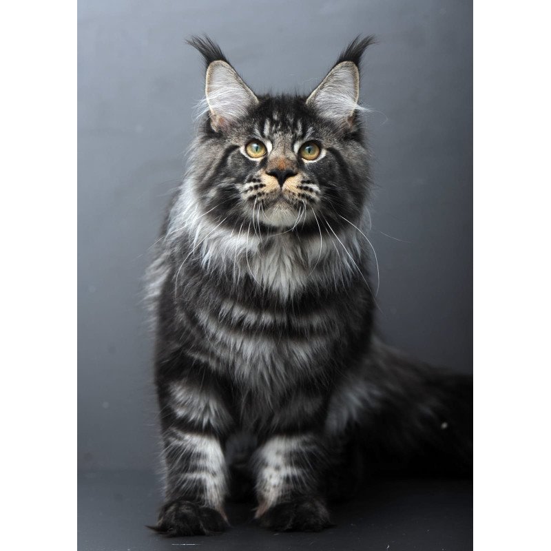 Maine Coon AP Nuar