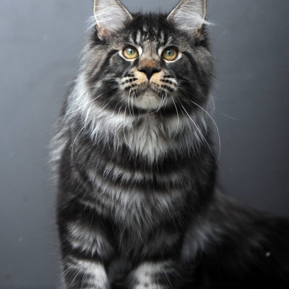 Maine Coon AP Nuar