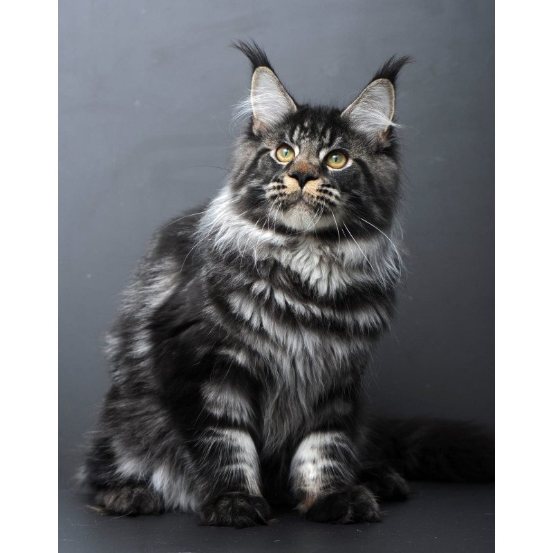 Maine Coon AP Nuar