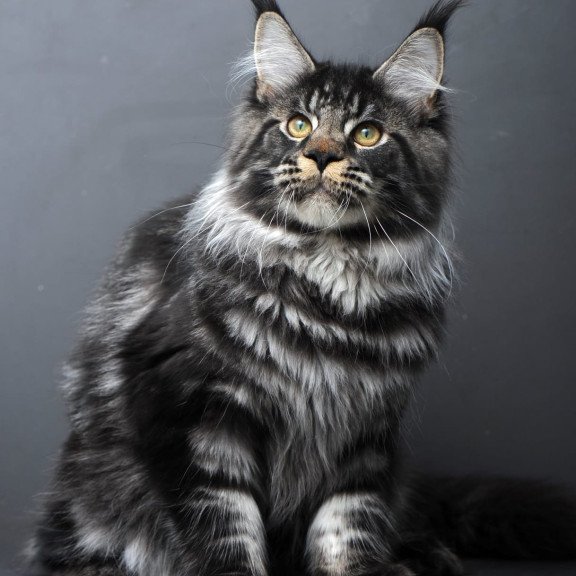 Maine Coon AP Nuar