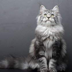 Maine Coon AP Linda