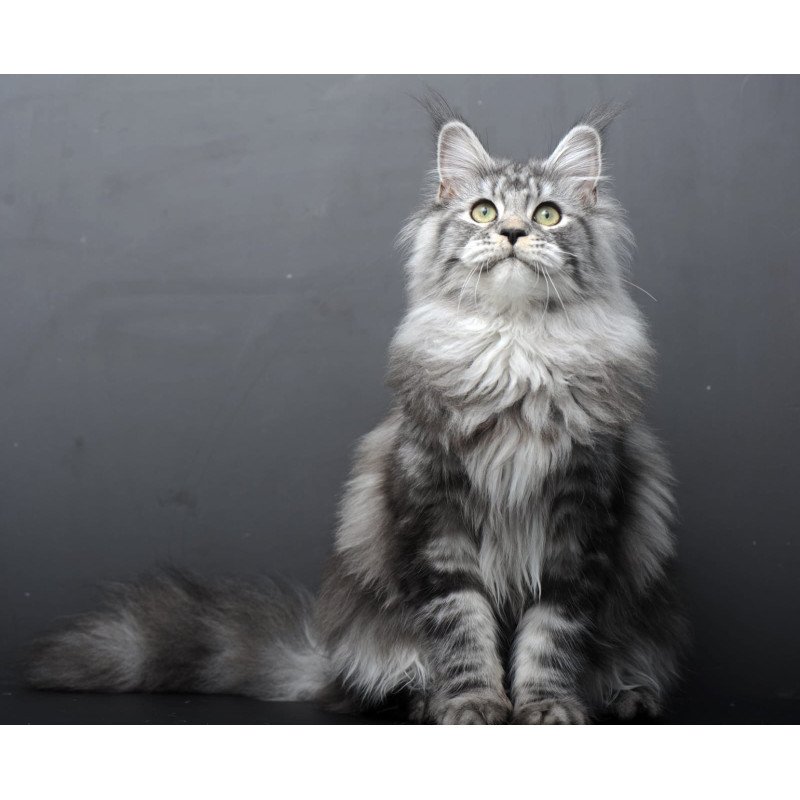 Maine Coon AP Linda