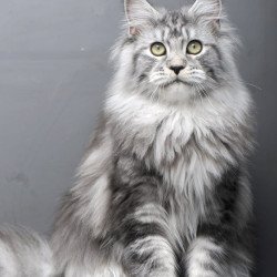 Maine Coon AP Linda