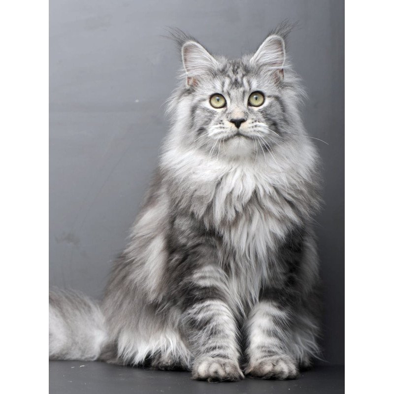 Maine Coon AP Linda